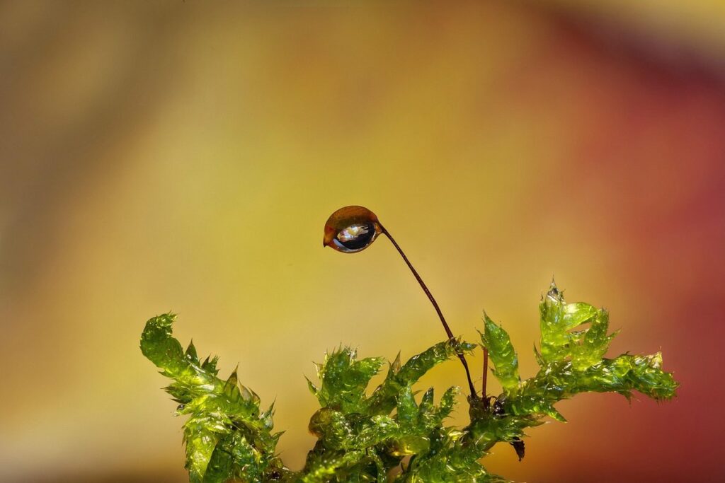 coco coir vs peat moss sustainability