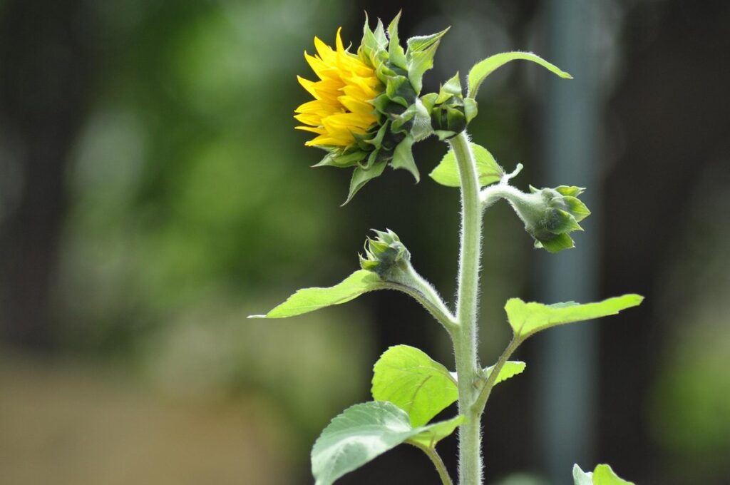 how to start a community garden