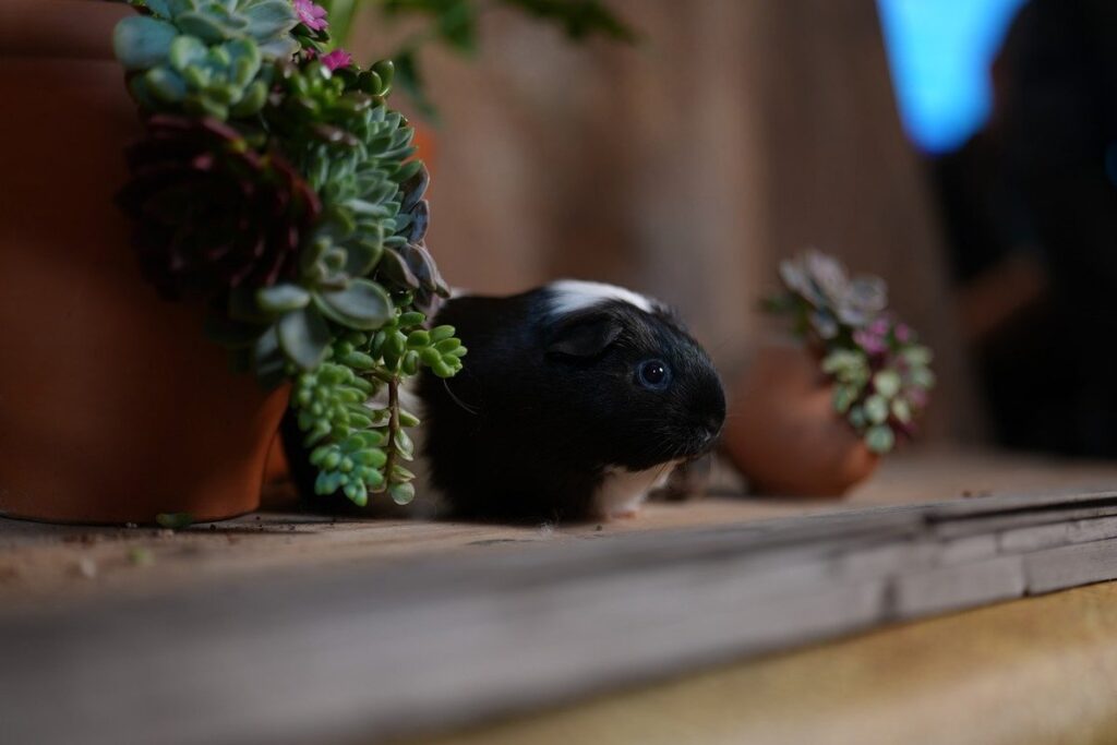 companion planting flowers and vegetables