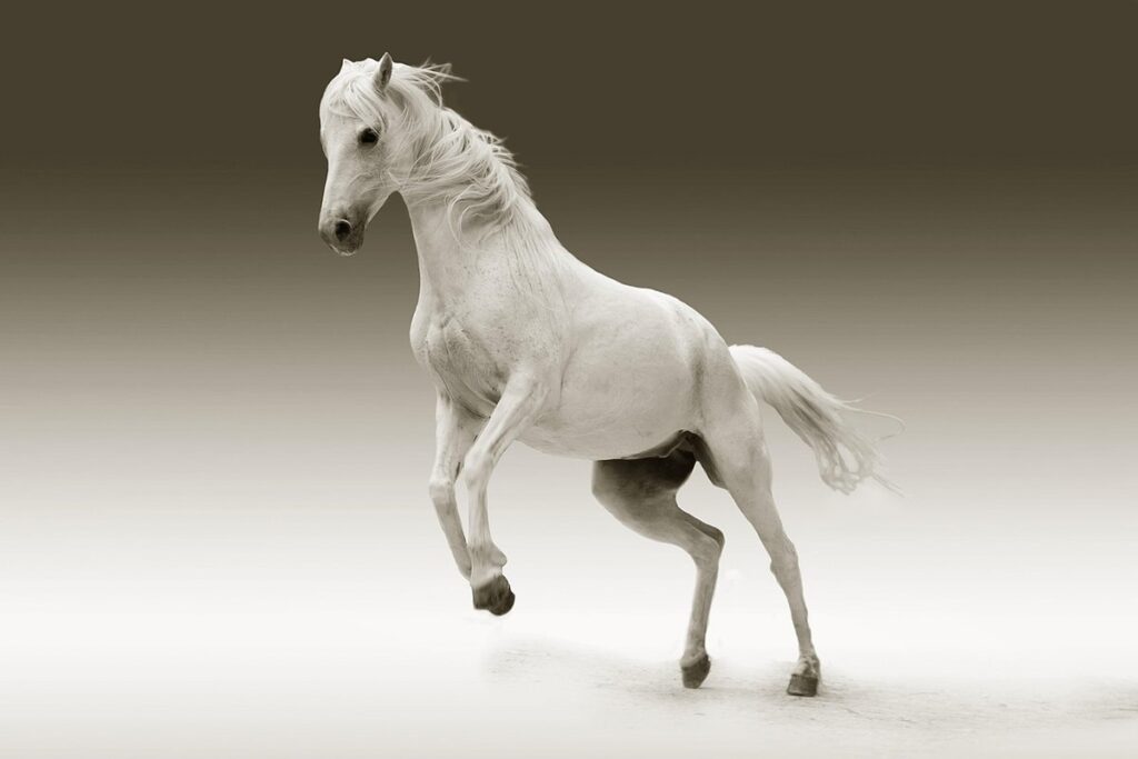 composted horse manure