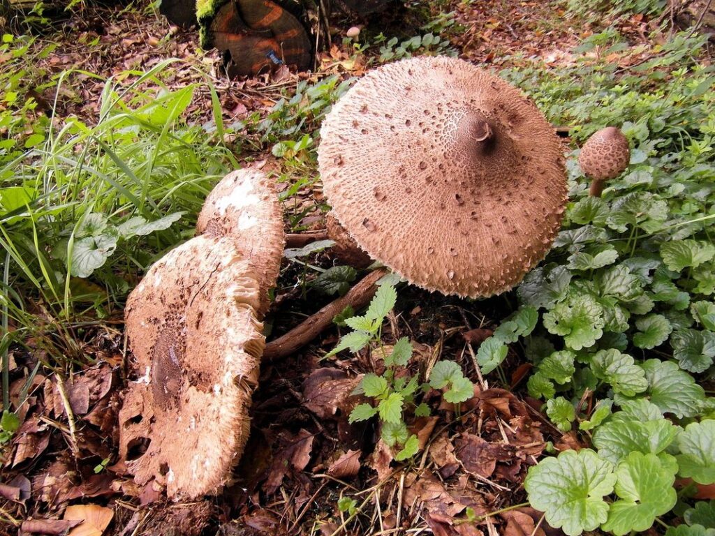 composting drums