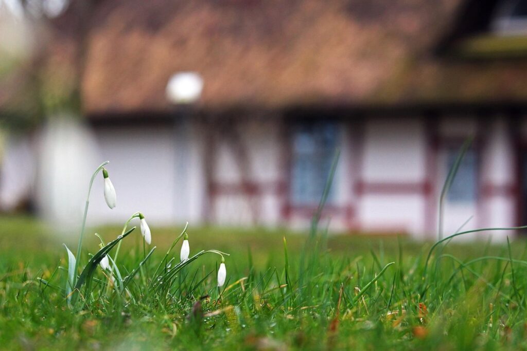 cottage garden plants