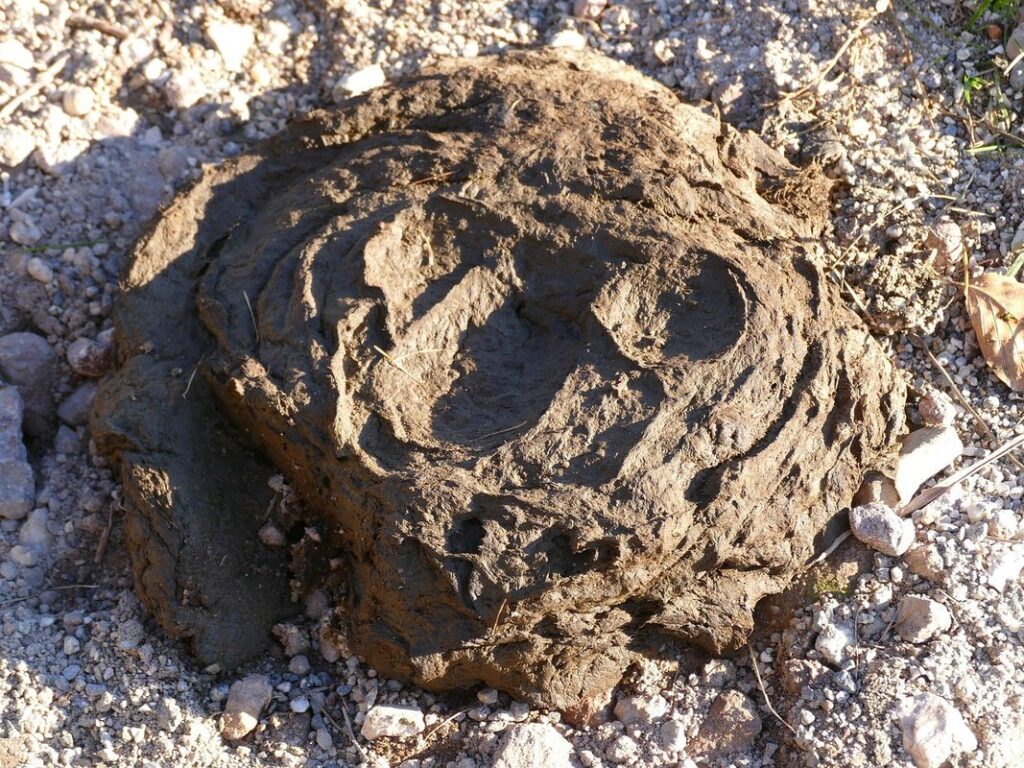 fertilizing with cow manure
