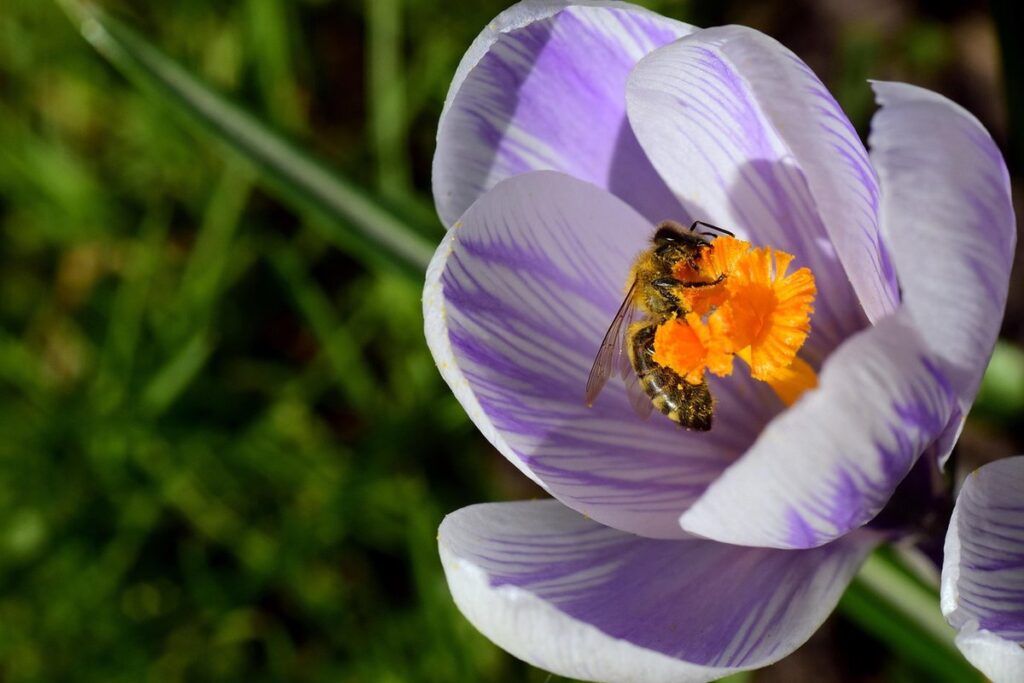 crocus for bees