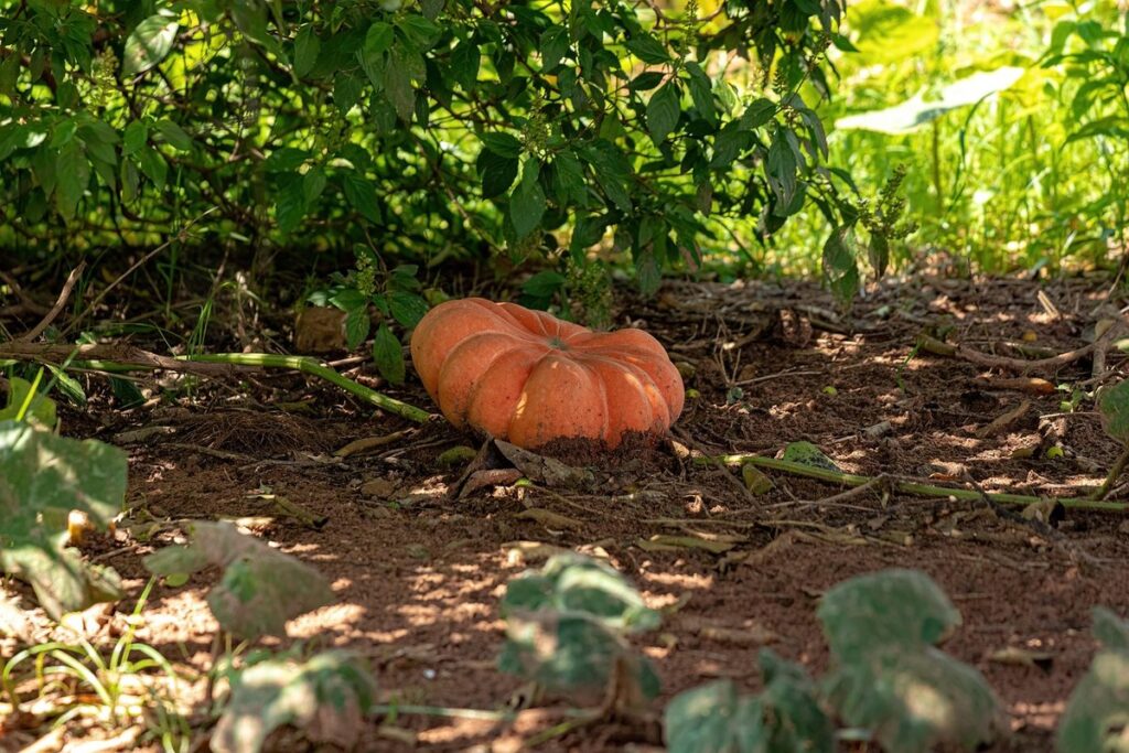 cross pollination in cucurbits