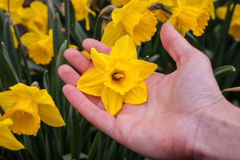 daffodil care after bloom