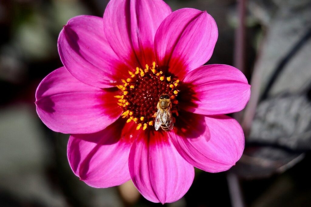 do dahlias attract pollinators