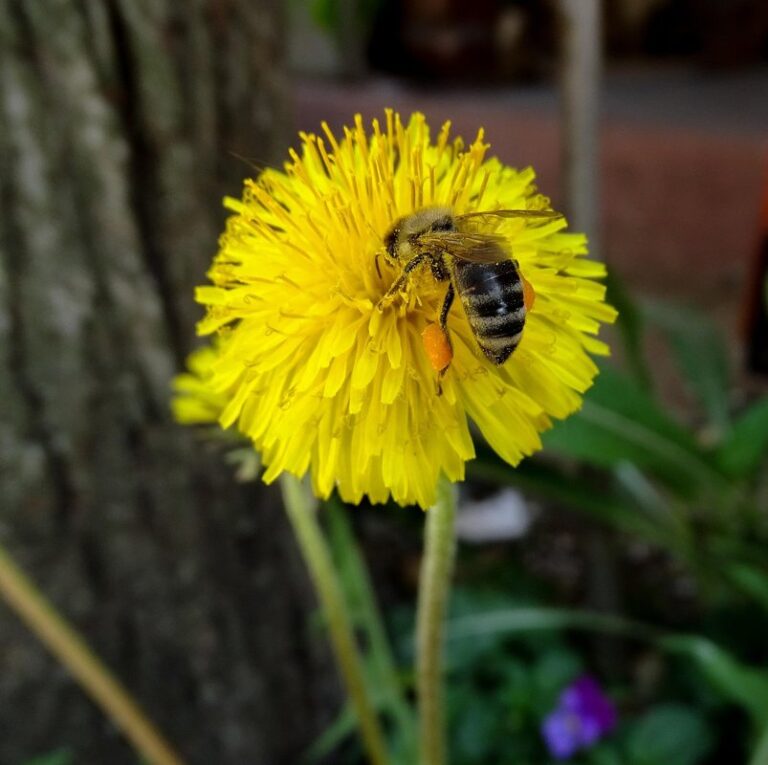 do dandelions have nectar