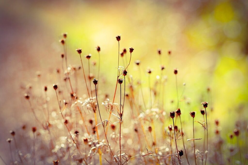deadheading flowers to prolong bloom