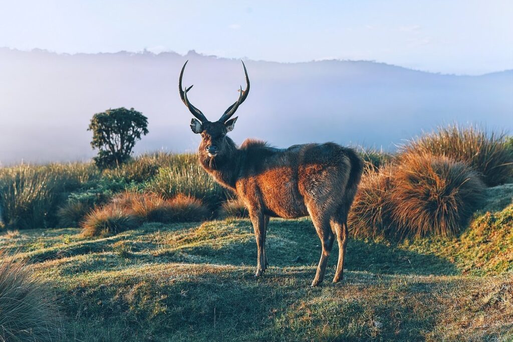 how to keep deer from eating plants