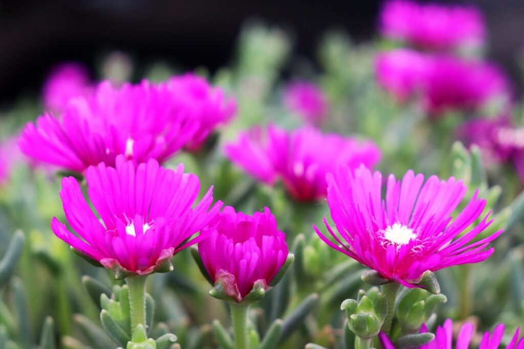 drought tolerant perennials