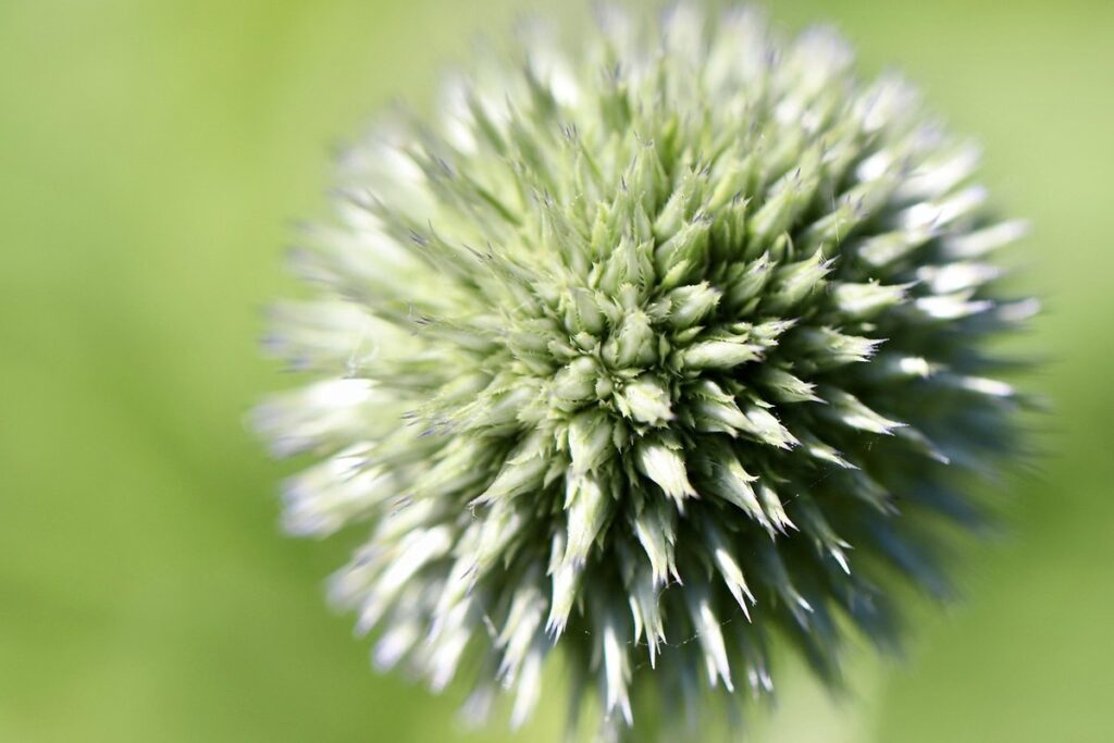 echinops ritro plant