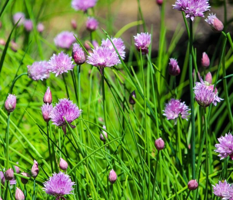 edible chive blossoms