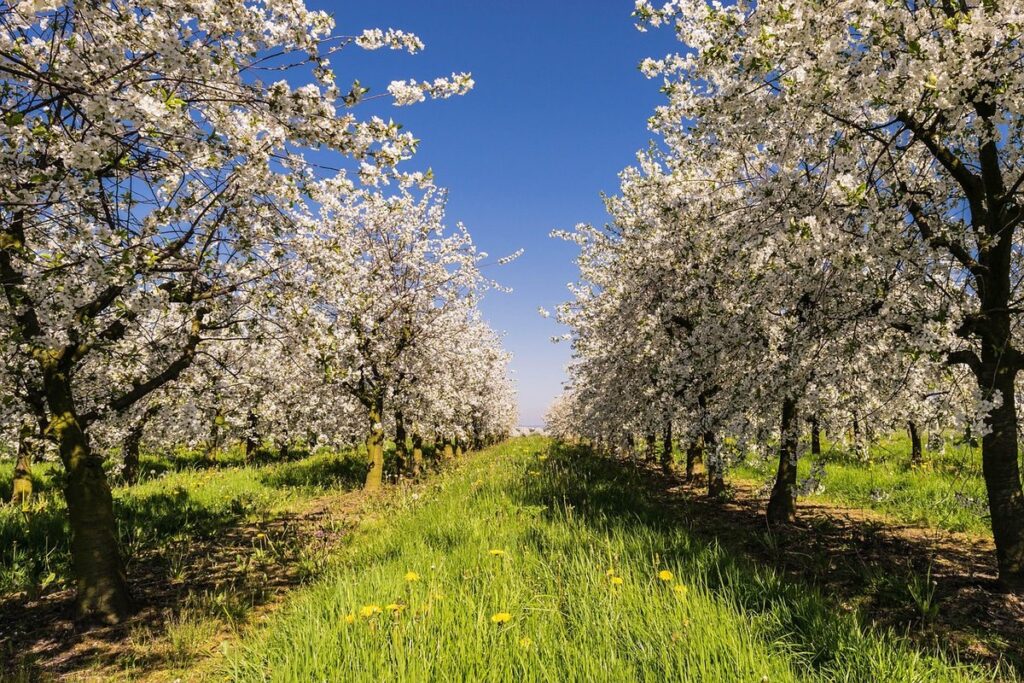 espalier fruit trees guide