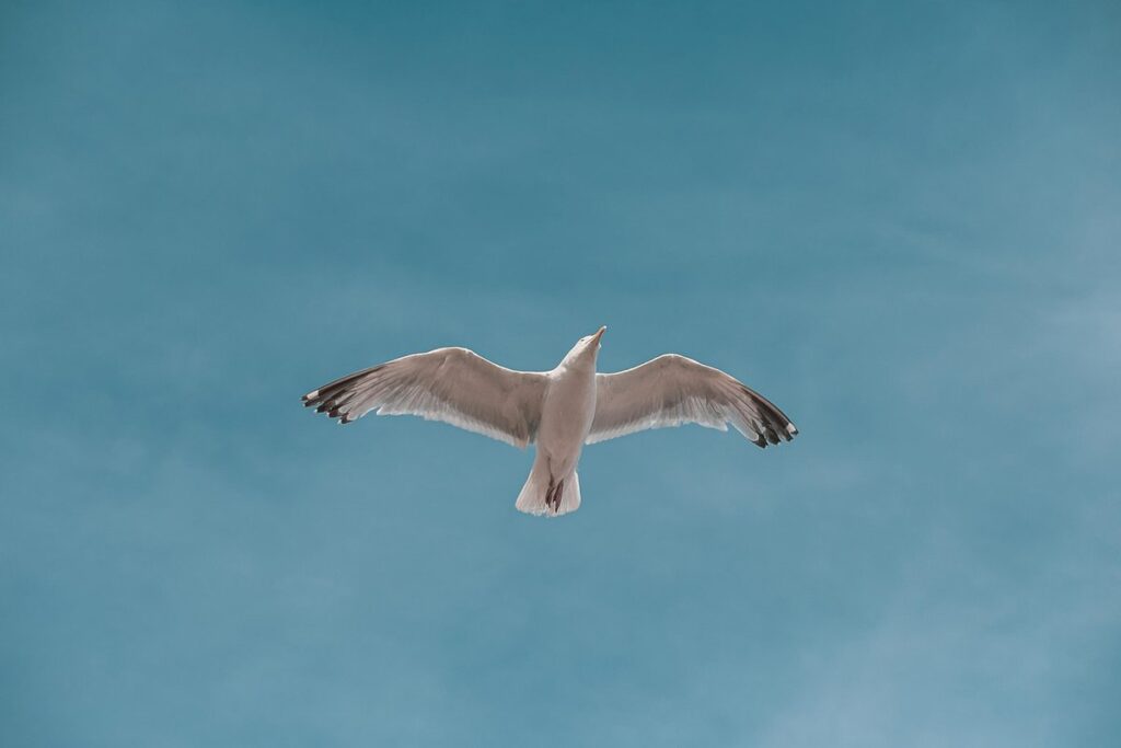 even span greenhouse