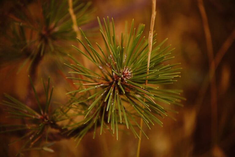 evergreen tree fertilizer spikes