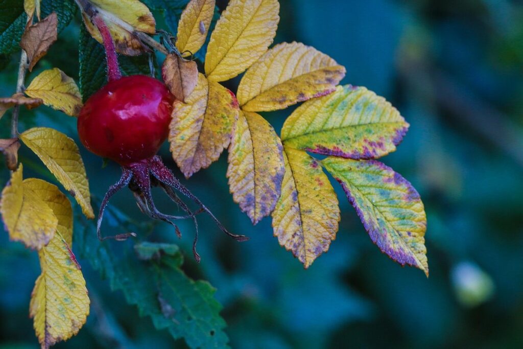 fall herbs
