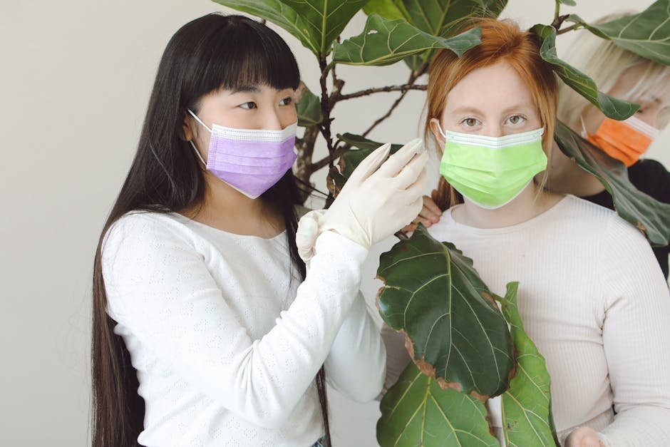 Fiddle leaf fig care -> Fiddle Leaf Fig