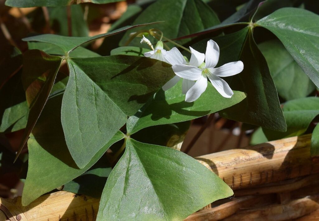 flowering shamrock plant