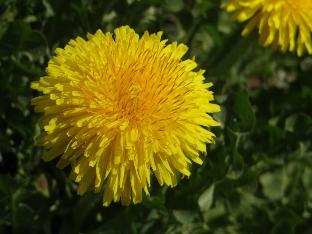 flowers bees love