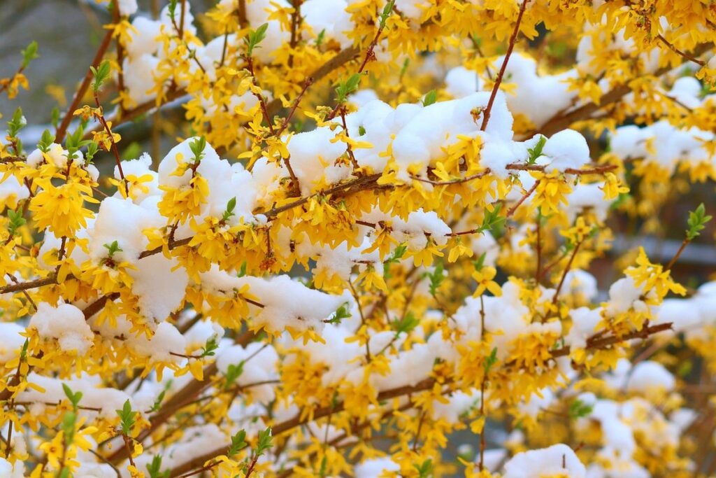forsythia shrub care