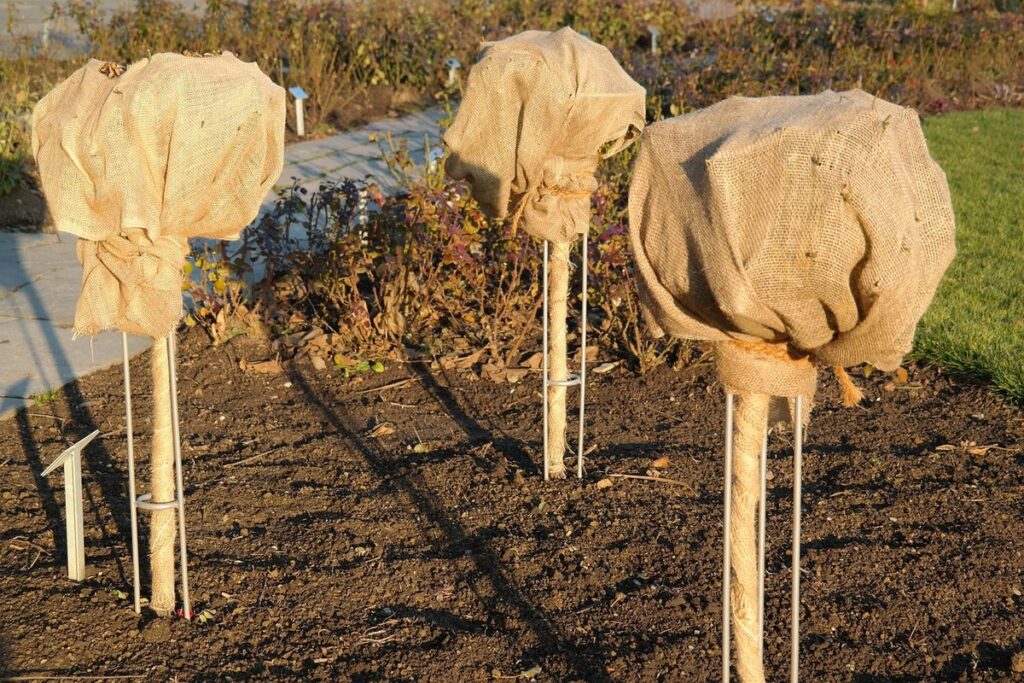 protecting plants from frost
