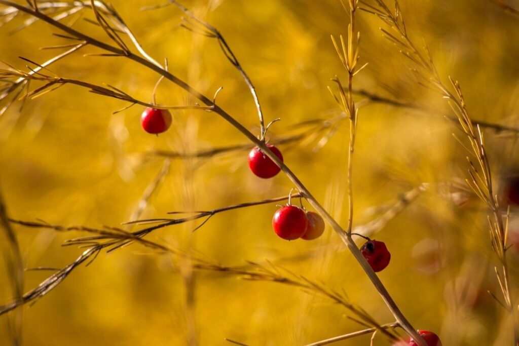 how to thin fruit on trees