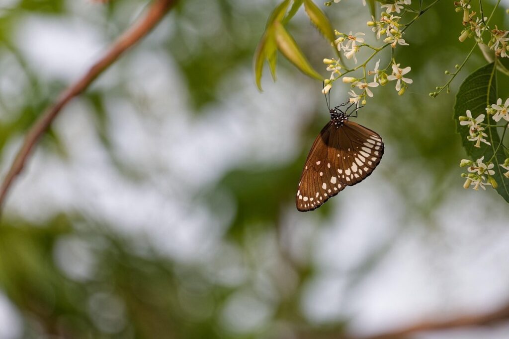 pollinator friendly garden