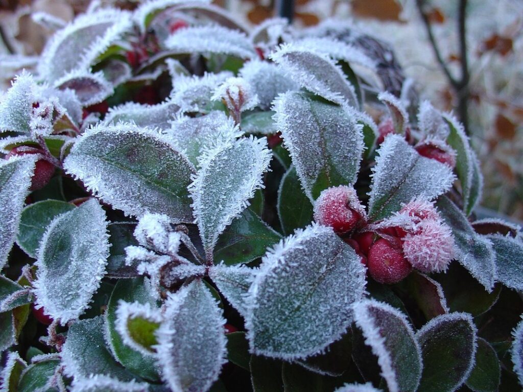 gaultheria mucronata plant