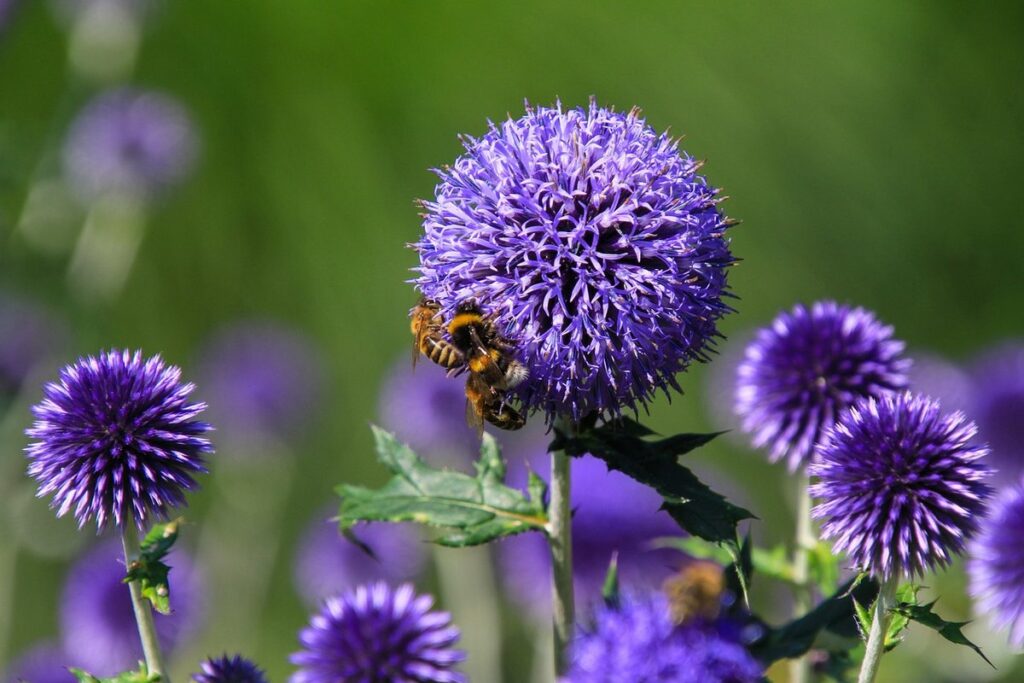 globe thistle flowers for bees
