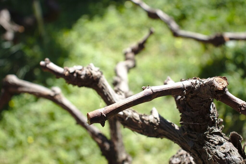 grape pruning for beginners