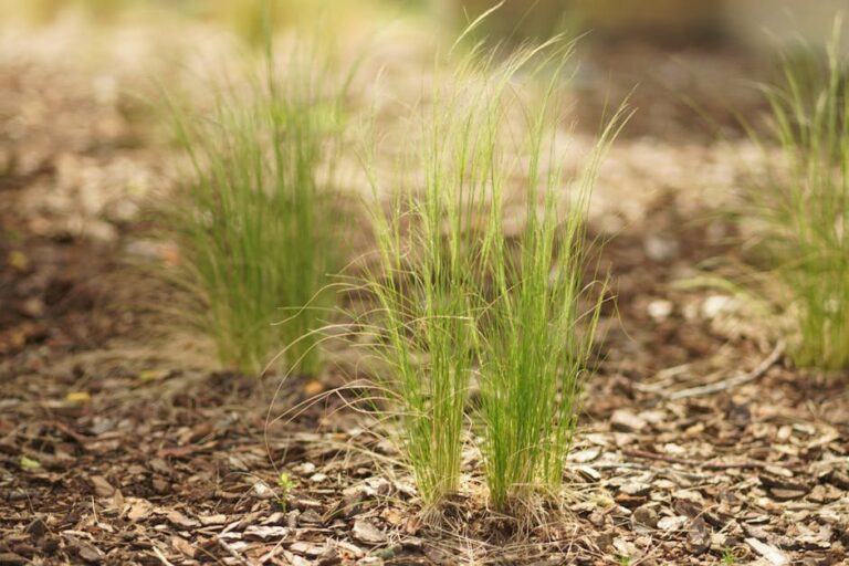 grass clippings as mulch
