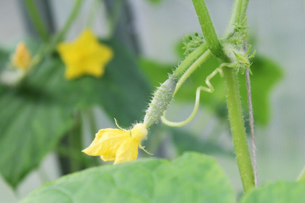 what to grow in a greenhouse in summer