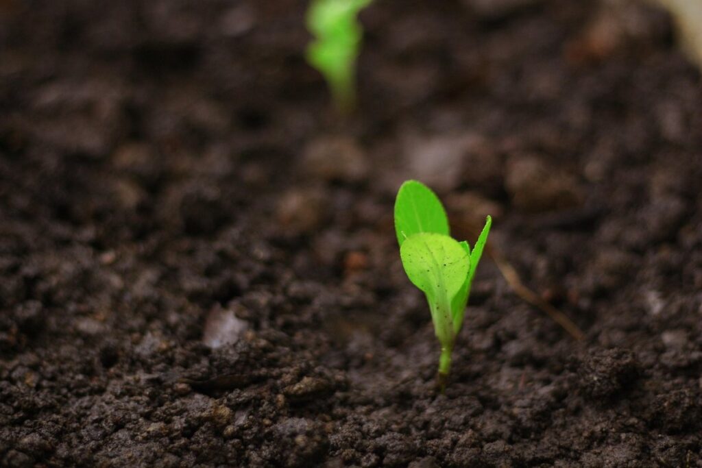 grow lights for seedlings