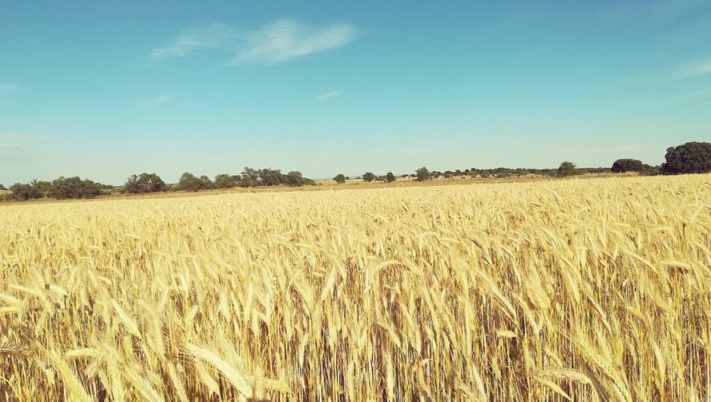 harvesting herbs tips