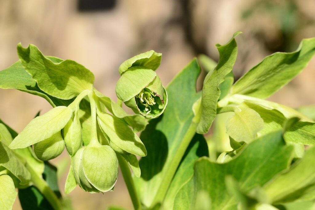 helleborus foetidus plant