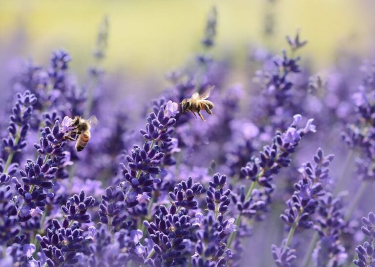 herbs for insect repellent