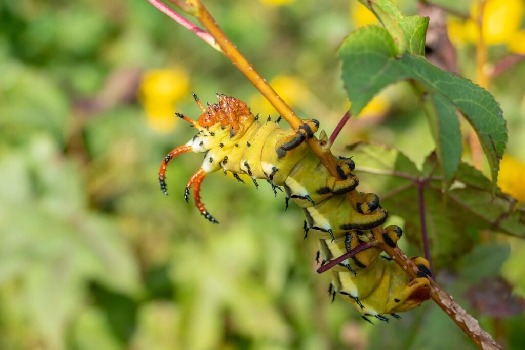 Hickory moth caterpillar
