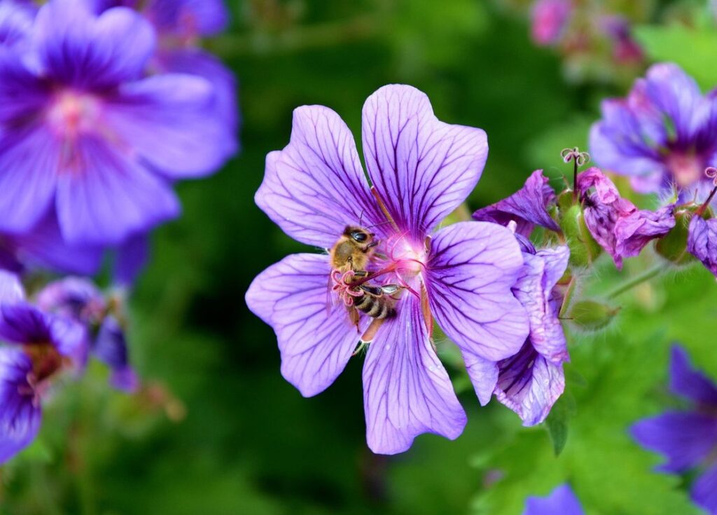 honey bee wildflowers