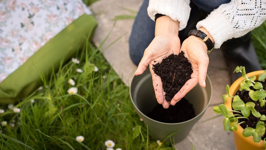 preventing root rot in houseplants