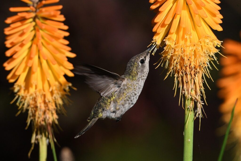 hummingbird friendly flowers