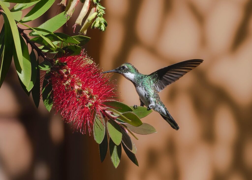 hummingbird garden plants