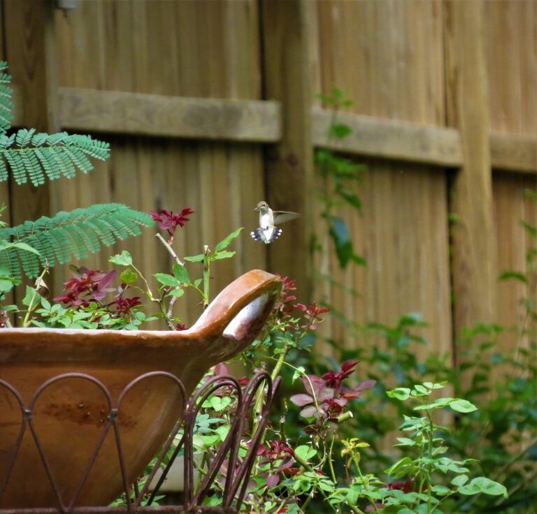 attracting hummingbirds to the garden
