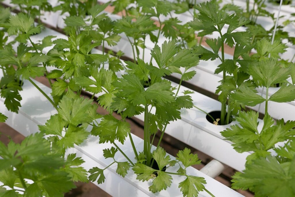Kratky hydroponics method