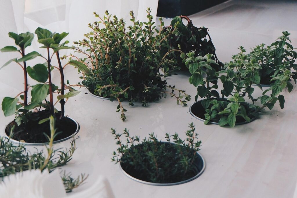 indoor rosemary plant