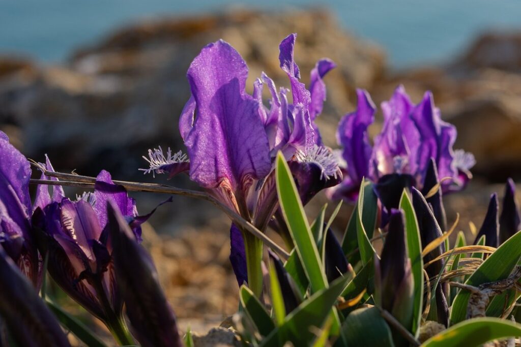 dividing irises in summer