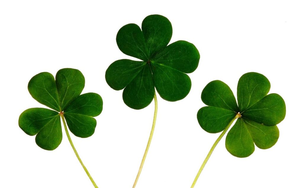 plants native to ireland