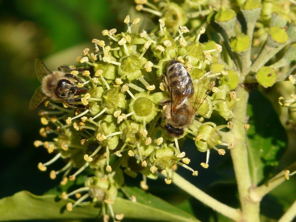 ivy flowers and pollinators