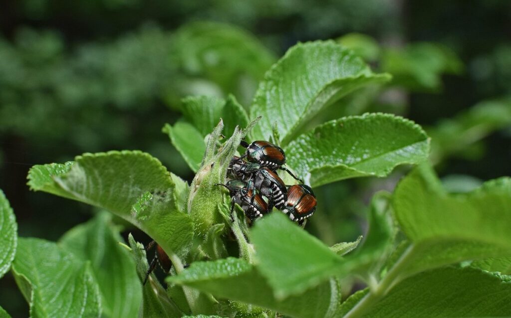 Japanese beetles on roses control