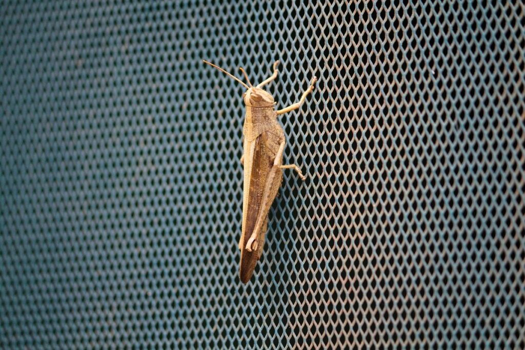 jumping crickets under potted plants